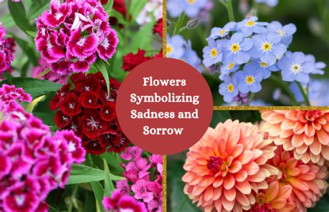 25 Flowers That Symbolize Sadness