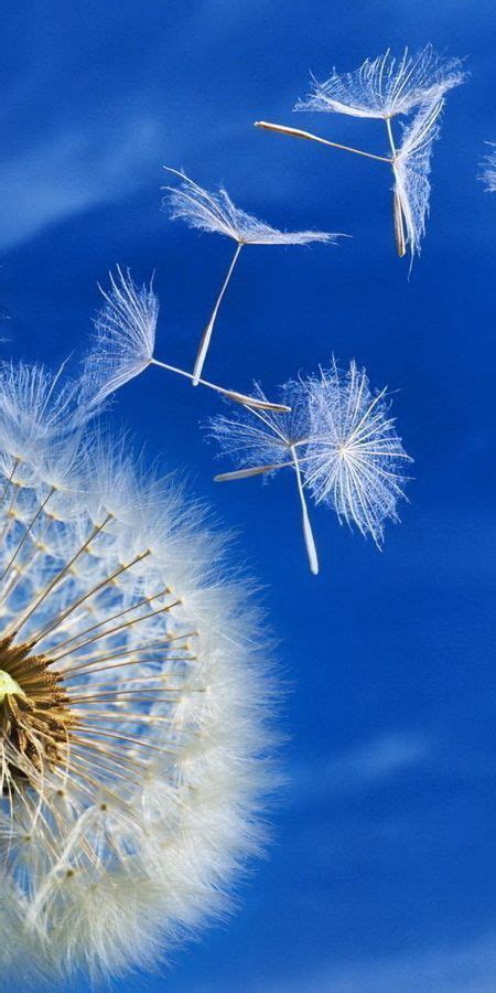 Handy Hintergr Nd Sky Pflanzen Hintergrund Blumen L Wenzahn