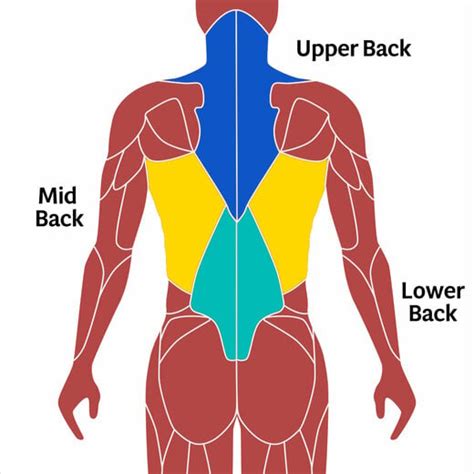 Best Back Exercises At Home With Dumbbells EOUA Blog