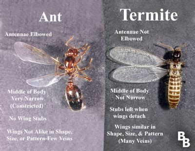 Ant or termite swarmer? | Urban IPM