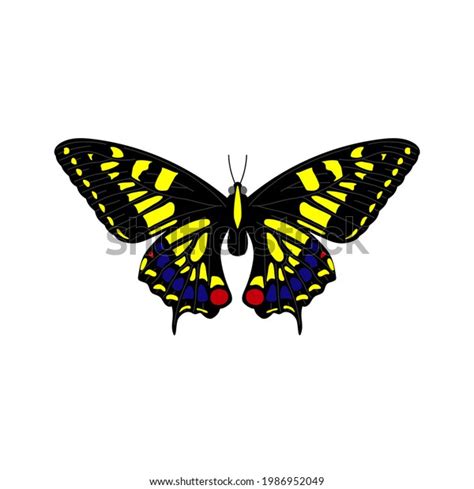 Butterfly Different Colors On White Background Stock Vector Royalty