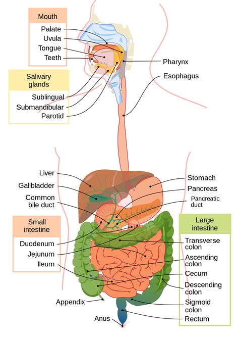 Human Digestive System Wikipedia Worksheets Library