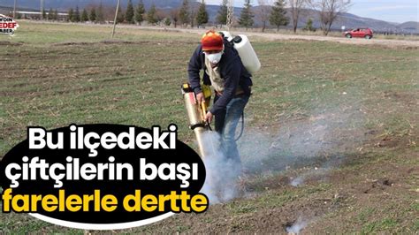 Bu ilçedeki çiftçilerin başı farelerle dertte Hedef Gazetesi Aydın