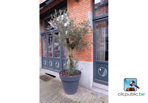 Arbre Olivier En Pot Clicpublic Be Les Ventes Publiques En Clic