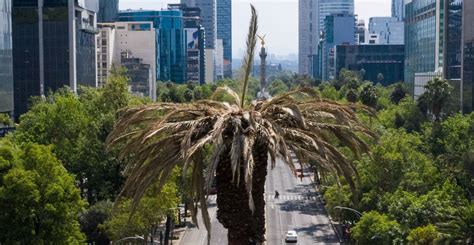 Habemus Rbol Cdmx Vota Por Ahuehuete Para Sustituir Glorieta De La