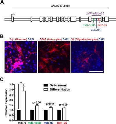 The Microrna Cluster Mir B Regulates Adult Neural Stem Progenitor