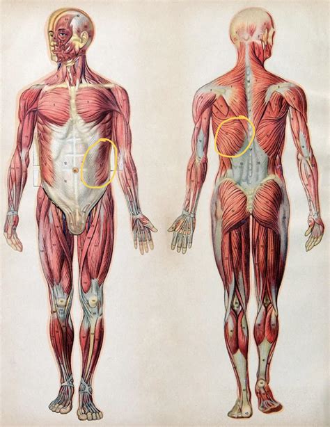 Horrible IBS pain. Did anyone experience this ? : r/ibs