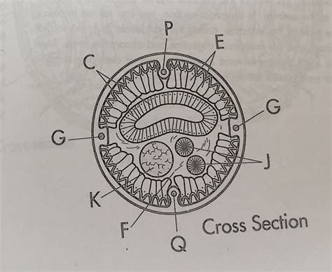 Ascaris Diagram Quizlet