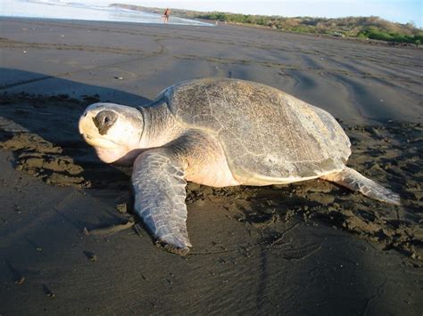 Tortuga Golfina Reptiles De Mazatlán · Biodiversity4all