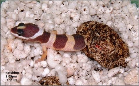 How Long Do Leopard Gecko Eggs Take To Hatch