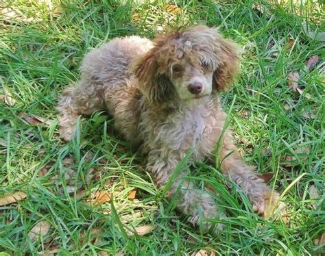 CKC Chocolate Merle Miniature Poodle for Sale in Clyattville, Georgia ...