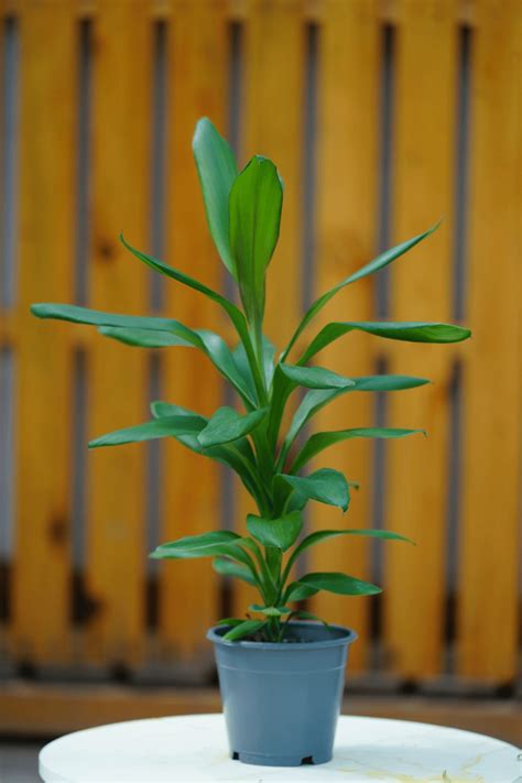 CORDYLINE TANGO - VERVETA