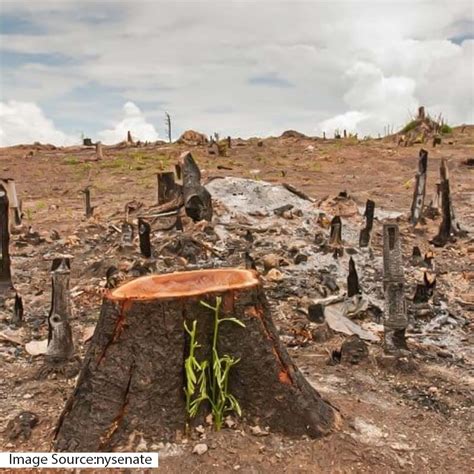 Tobacco Threat To Our Environment