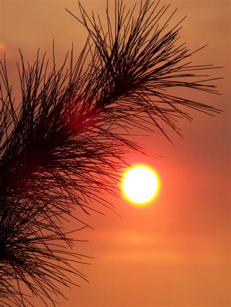 Free Images Tree Horizon Branch Sky Sun Sunrise Sunset