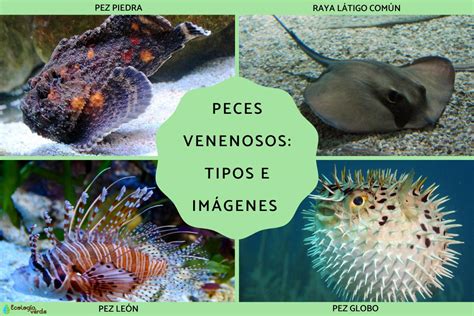 12 peces venenosos tipos e imágenes Resumen