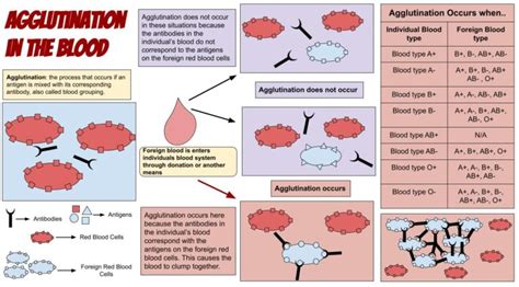 Difference Between Agglutination And Precipitation Difference Between