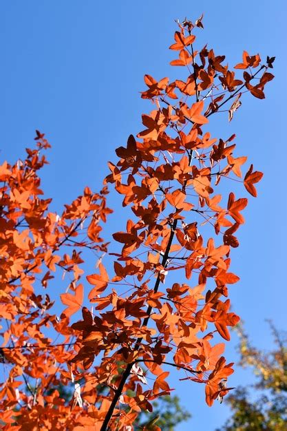 Hojas de colores otoñales del arce de montpellier acer monspessulanum