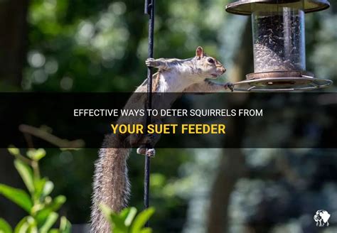 Effective Ways To Deter Squirrels From Your Suet Feeder PetShun