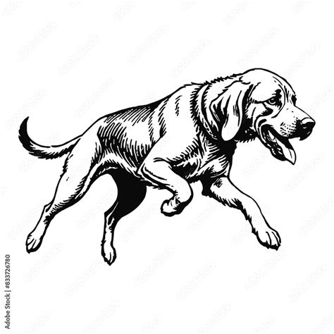 Bloodhound Dog Hand Drawn Engraved Ink Line Art Sketch Illustration