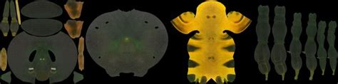 Honey Bee Animated 3d Turbosquid 1972520