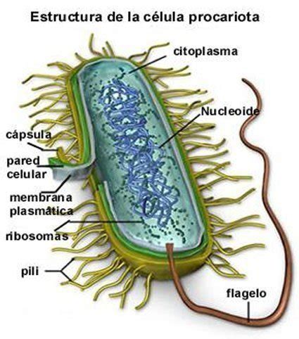 Bacteria Estructura