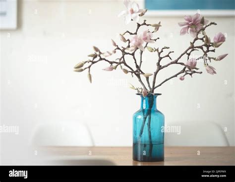 Flower Vase Magnolia Branch Vases Magnolia Branchs Stock Photo Alamy