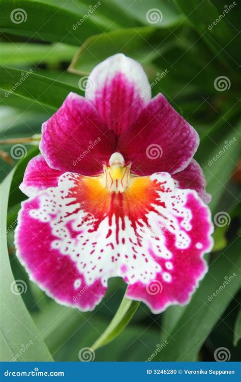 Graceful Tropical Flower Stock Photo Image Of Color Hibiscus 3246280