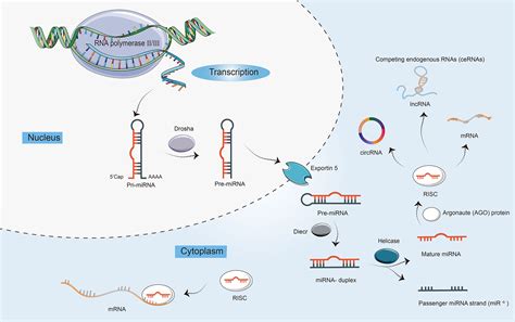 Frontiers Non Coding Rnas In Colorectal Cancer Their Functions And