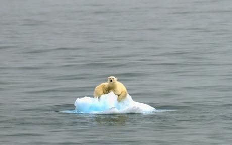 Polar Bear Stranded On Ice