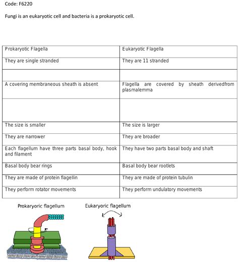 78.How flagella structure of fungi is different from that of bacteria?