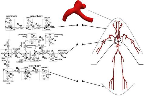 Scheme Of The D D Closed Loop Model With A D Patient Specific