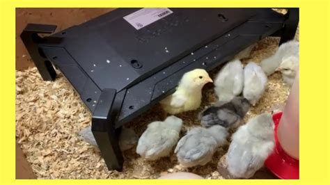 Chicken Heater And Brooder A New Heating Plate Youtube