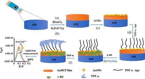 Schematic Diagram Of The Construction Of Aptasensor For The Detection