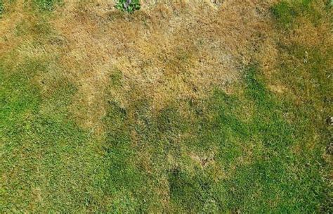 Tips To Properly Maintain Your Lawn During A Heat Wave