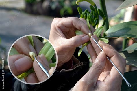 Close Up Farmers Hands Showing Pollination Of Vanilla Flowers