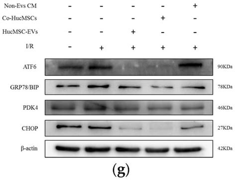 Ijms Free Full Text Human Umbilical Cord Mesenchymal Stem Cells