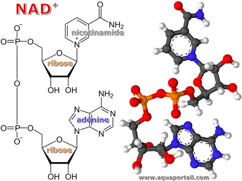 Nicotinamide Adénine Dinucléotide Définition Et Explications