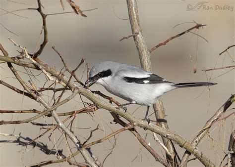 Loggerhead Shrike Attempt On Prey – Feathered Photography