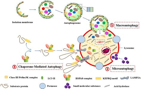 Frontiers The Role Of Autophagy In Cardiovascular Disease Cross