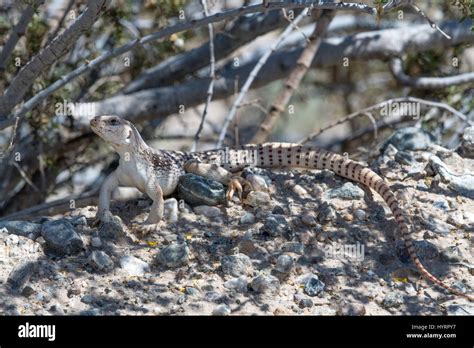 Northern Desert Iguana Dipsosaurus Dorsalis Dorsalis North