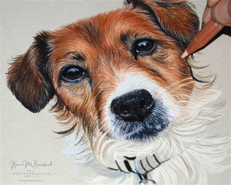 Custom Made Lifelike Coloured Pencil Portrait Tia The Jack Russell