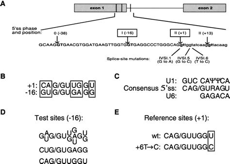 A Diagram Of The Relevant Human Globin Fragment Including Exons And