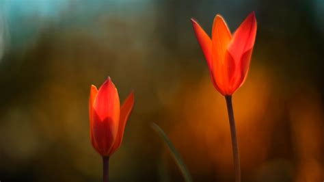 Fire Flowers - High Definition, High Resolution HD Wallpapers : High ...