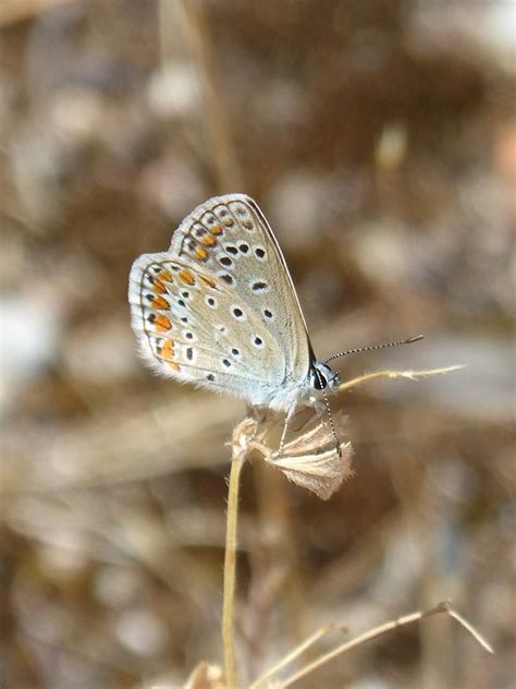 Polyommatus Icarus Borboleta Azul Foto Gratuita No Pixabay Pixabay