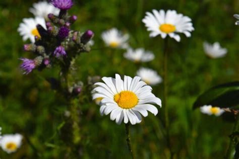 Free Picture Pollen Summer Flora Nature Flower Plant Blossom