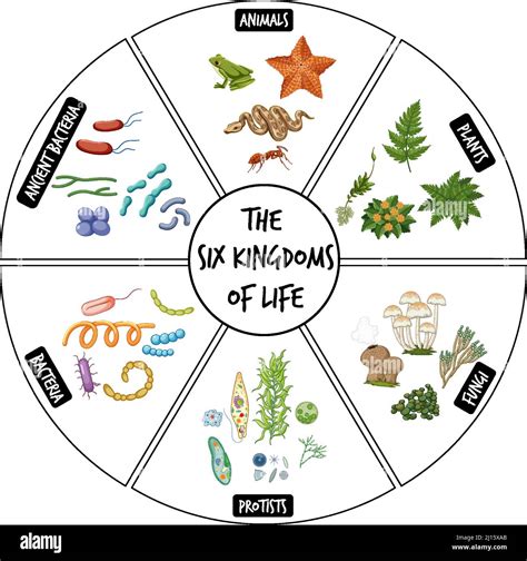 Diagram showing six kingdoms of life illustration Stock Vector Image ...