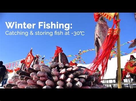 Live Winter Fishing Catching Storing Fish At Youtube