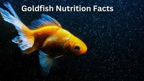 Discover the Surprising Goldfish Nutrition Facts - NUTRITIONZX