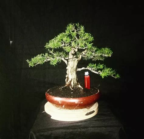 Bonsai Cendrawasih Small Siap Pajang Desain Kerajinan Tangan Karya