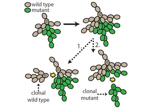 Single Mutation In Dna May Be Responsible For Evolution Of